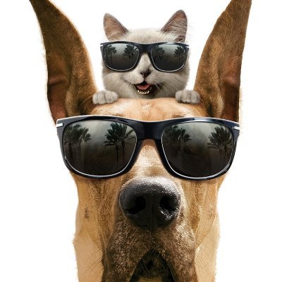 YakupTE08795876's profile picture. "🐾 The Meeting Point of Cat and Dog Love 🐶❤️ Sharing the cutest and most entertaining cat and dog content for you. 📸 Welcome to a world full of adorable phot