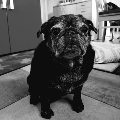 LucytheMops Profile Picture