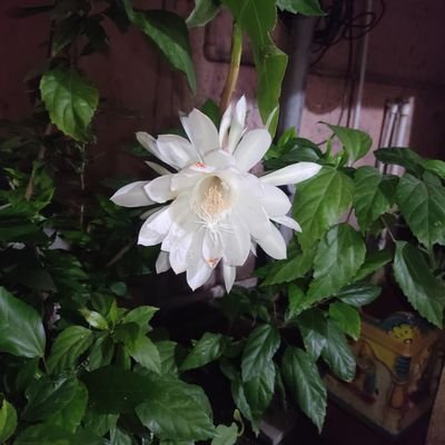 NiteshB2083766's profile picture. Bank Nifty pays my bills..