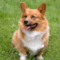 Corgi Lovers gang (@corgiworld_) 's Twitter Profile
