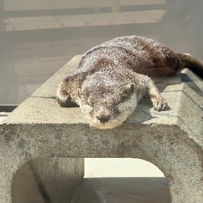 バーチャロンフォース、バトオペ2、グラブルと都山流尺八