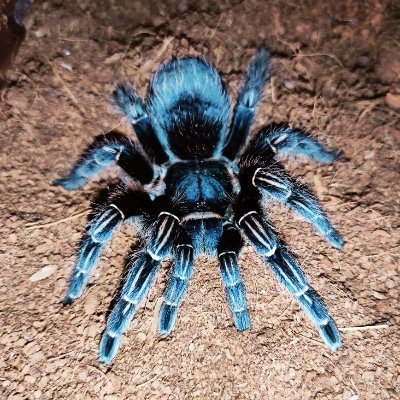 🕷️ For more content ⬇️ #tarantula #vogelspinnen #tarantulacollection