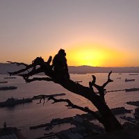Gibraltar Macaques Project (@gibmacproj) 's Twitter Profile Photo Gibraltar Macaques Project (@gibmacproj) 's Twitter Profile Photo