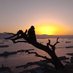 Gibraltar Macaques Project (@gibmacproj) Twitter profile photo Gibraltar Macaques Project (@gibmacproj) Twitter profile photo