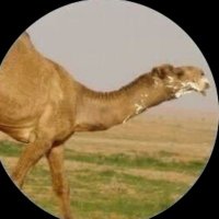 شعيل بن شفلوت (@boaym7fmdthi1fj) 's Twitter Profile