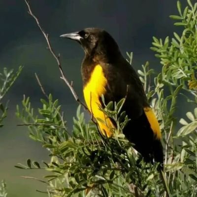 CarlosFerrecci5's profile picture. 