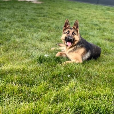 Vlad_Vladulescu's profile picture. 