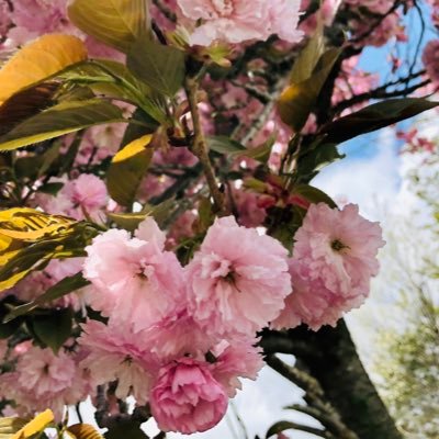 18↑20↓/東北/推し▶みか、宗 シン 山姥切国広 宗三左文字 肥前忠広/お取引垢/あんスタメインの雑多垢(@asagi_1226)