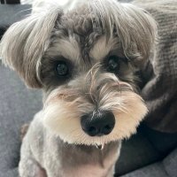 つくね (@sakura20090531) 's Twitter Profile