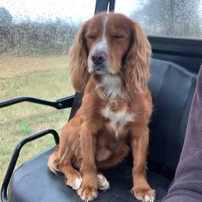 buddydog1321's profile picture. gardener, owner of a crazy spaniel, countryside, cycling and cricket
