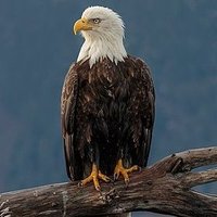 عهدا لن أنساك 🇮🇶 (@alikurt7995) 's Twitter Profile
