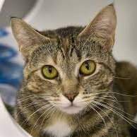 mateusmartins7's profile picture. mew