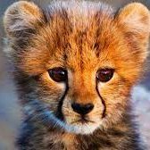 MascaradoDoCabo's profile picture. cabo capo