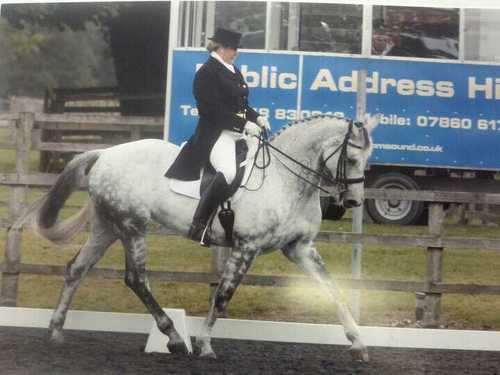 cockshotstables's profile picture. 