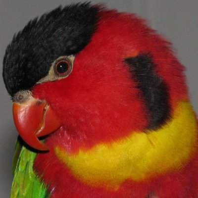 official twitter GrrlScientist: PhD ornithology, parrot researcher, SciComm journalist & writer
Curates: @ParrotsGroup
Currently: Forbes
Formerly: The Guardian