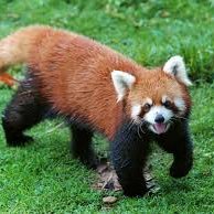 chatLaq_khis's profile picture. cahtl