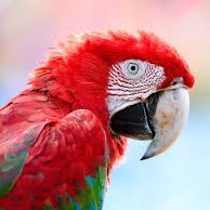 PilarSurf's profile picture. chame