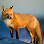 Ua_mur4t's profile picture. cr@