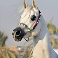 ابو شامخ امبارك (@abosamhambark) 's Twitter Profile
