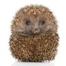 Shrinkvarkie's profile picture. Wetenschap is geen mening. Wars van feitenverdraaiende rechts-extremisten.