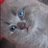 aLeaLeaLeeaLeee's profile image