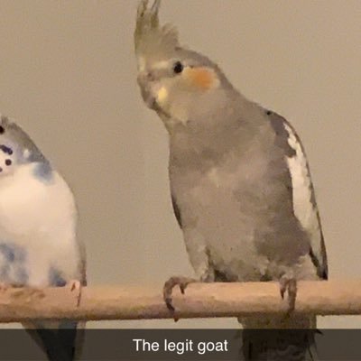 FluidOunce58's profile picture. Go Phoenix