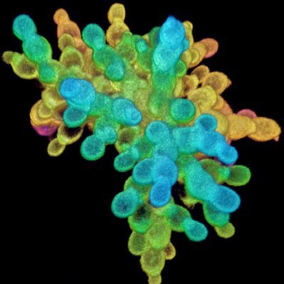 Our lab uses a combination of synthetic biology, directed evolution, and mathematical modeling to understand how multicellular organisms evolve from unicells.