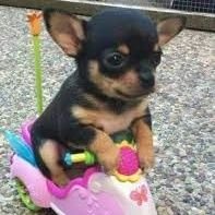 pisipisi (@incinmissiin) Twitter profile photo