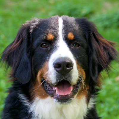 BuddhaMedici's profile image