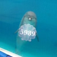 ごくばく (@gkbk5989) 's Twitter Profile Photo ごくばく (@gkbk5989) 's Twitter Profile Photo