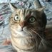 Kasprowiec (@kasprowiec) Twitter profile photo Kasprowiec (@kasprowiec) Twitter profile photo