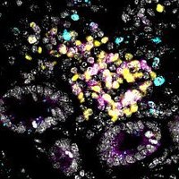 Luke Roberts 👩🔬 (@lukuscyte) 's Twitter Profile
