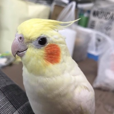 小さい頃から鳥が大好きです。オカメインコノーマル（2020.7.5生♂）ルチノー（2022.3.8生♀）を飼っています。毎日鳥さまに癒されています。鳥が好きな人と繋がりたいです。無言でフォロー失礼します。時々日本の将来も愚痴ります。作家の百田尚樹さんが好きです。