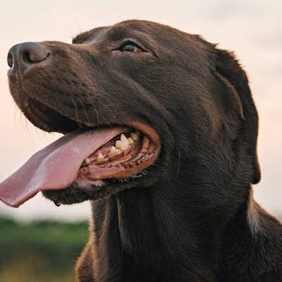 The Chocolate Labrador | Arsenal Positives