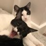 Milo_and_Skye's profile picture. Fun adventurous stealthy cuddly cats. Like tunnels, fluffy toys and catching ribbons #adoptdontshop