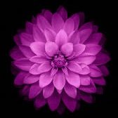 Angelsinlilac1's profile picture. 