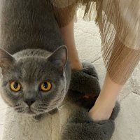 Angelina (@reccezchmit22) 's Twitter Profile