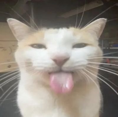 catssbeingsilly Profile Picture