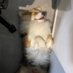GrandmasterCorgi (@relaxedtrades) Twitter profile photo GrandmasterCorgi (@relaxedtrades) Twitter profile photo