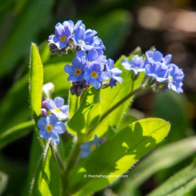 adirah1245's profile picture. Caucasians from the Caucasus Mountains conquered Europe from the Black Moor