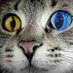 The cat Ꝃ😺Ꝃ (@the_cat_0429) Twitter profile photo The cat Ꝃ😺Ꝃ (@the_cat_0429) Twitter profile photo
