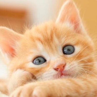 newkozisuke's profile picture. ケーショスタ中。ケーコジ勉強中。iPhone📱好き。同業者の方勉強させてください。最近ティックトックライト奮闘中です。