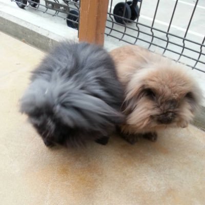 erierinaeupho's profile picture. 色んな欲を叫ぶアカウント 30代♀催眠にかかりやすくなりたくて修行中 ドM被虐性癖支配されたい欲 仕事始めたので通話はたまーに