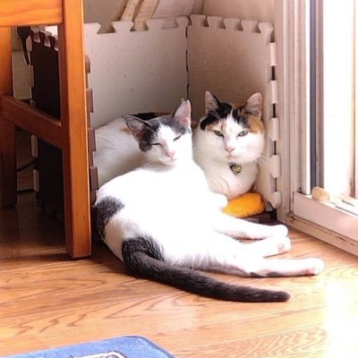 ハチワレ女子のみーたんとしーちゃんです。みーたんは2018年11月頃生まれ、しずくことしーちゃんは2022年12月頃生まれのどちらも保護猫です。2匹の性格の共通点はとてもビビり過ぎる所です。そんな可愛いみーたんしーちゃんの日常を気まぐれに投稿して行きます。どうぞよろしくお願いします。