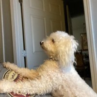 King DP Trumpasauras Rex (@doospop2017) 's Twitter Profile
