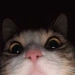 Dad_dybear's profile picture. ฉันเป็นคนไทยคนไทย  แปลว่า                     อิสระฉันไม่ยอมตกเป็นทาสคุณหรอกค่ะ