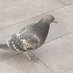 chickin (@mayapopolopy) Twitter profile photo chickin (@mayapopolopy) Twitter profile photo