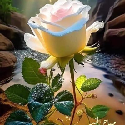 samya0999's profile picture. لا اله الا الله