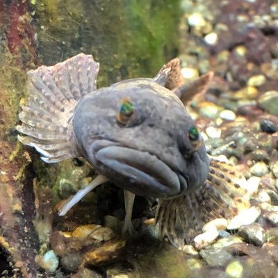 ippu0702's profile picture. Twitter永遠に初心者です。説明書は読まないタイプです。雨男です。ガルパンが好きです。最近はシグルリにも夢中。星翼やってます（最近行けてない）。楽しく生きて行きたいです。 夜は親友