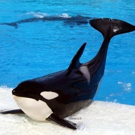 SeaWorld supporter
Favorites: Kasatka, L25 Ocean, J46 Star, Tilikum, Port and Starboard
neutral cap/selective anti | he/him